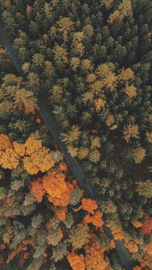 重庆seo优化截图2