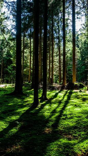 seo批量查排名工具截图1