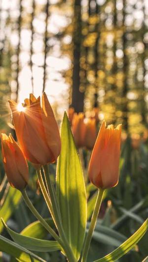 seo排名工具seo排名工具截图1