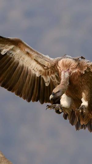 seo网站代码优化工具截图2