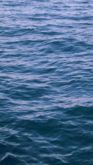 seo排名工具 sit截图3