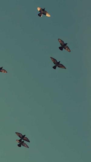 名风seo关键词工具截图2