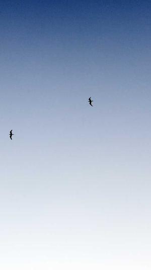 seo查排名工具截图3