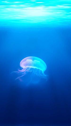 seo网站优化方案截图3