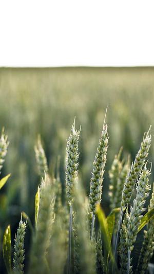 seo优化工具价格截图1