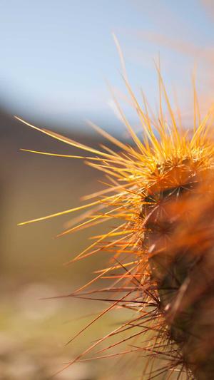 蜘蛛池出租代理截图2