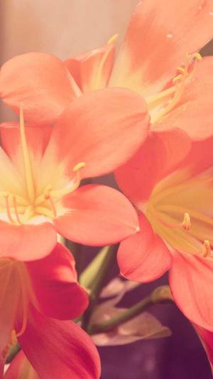 百度seo网站优化截图4