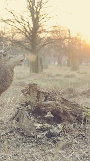 小霸王蜘蛛池破解版截图3
