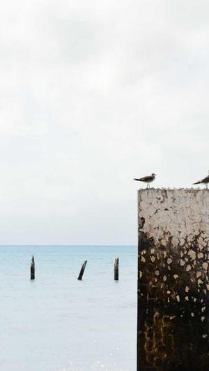 蜘蛛池都是租域名吗截图4