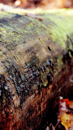 兰州网站首页seo工具截图3